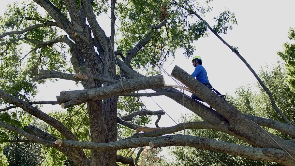 Professional Hazardous Tree Removal performed by certified arborists in Rosman